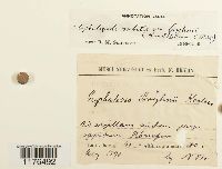 Cephaloziella rubella image