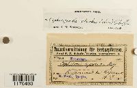 Cephaloziella divaricata image