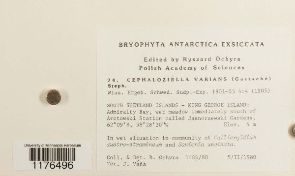 Cephaloziella varians image