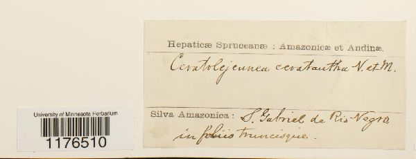 Ceratolejeunea cornuta image