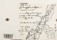 Chiloscyphus pallescens image