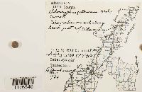 Chiloscyphus pallescens image