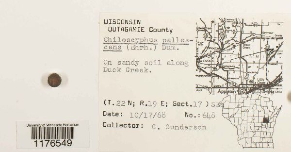 Chiloscyphus pallescens image