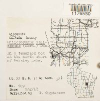 Chiloscyphus pallescens image