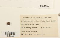 Chiloscyphus polyanthos image