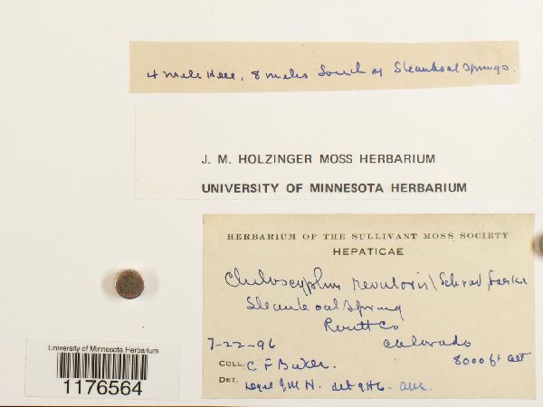 Chiloscyphus polyanthos var. rivularis image