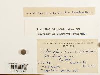 Chiloscyphus polyanthos image