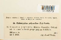 Chiloscyphus polyanthos image