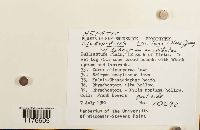 Odontoschisma fluitans image