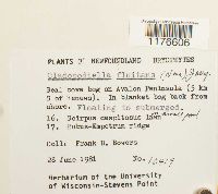 Odontoschisma fluitans image