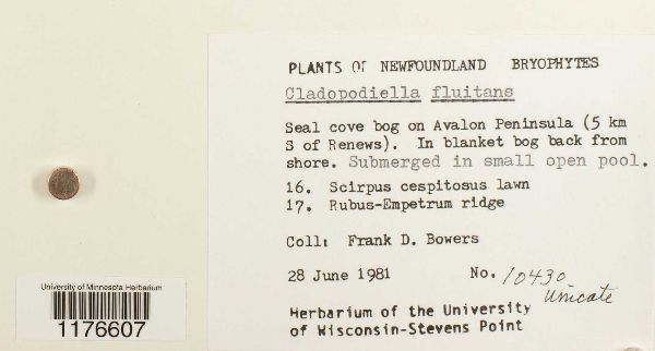 Odontoschisma fluitans image