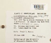 Odontoschisma fluitans image