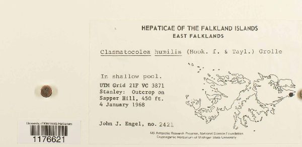 Clasmatocolea humilis image