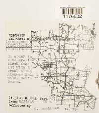 Cololejeunea biddlecomiae image