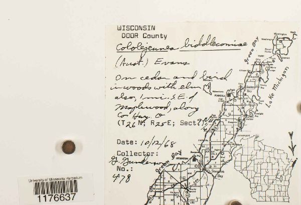 Cololejeunea biddlecomiae image