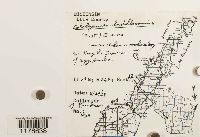 Cololejeunea biddlecomiae image