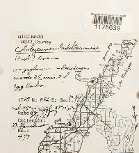 Cololejeunea biddlecomiae image