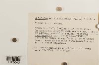 Cololejeunea biddlecomiae image