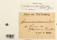 Myriocoleopsis minutissima image