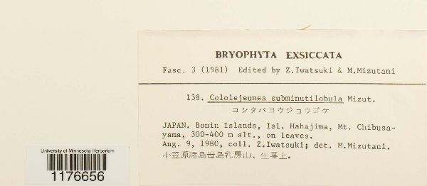 Cololejeunea subminutilobula image