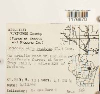 Conocephalum conicum image