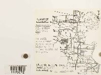 Conocephalum conicum image