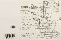 Conocephalum conicum image