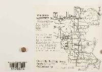 Conocephalum conicum image