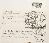 Conocephalum conicum image