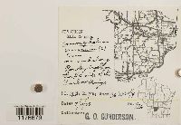 Conocephalum conicum image