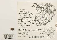 Conocephalum conicum image