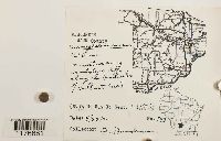 Conocephalum conicum image
