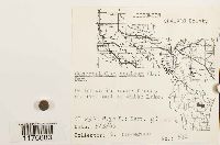 Conocephalum conicum image