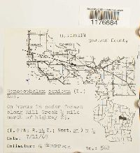 Conocephalum conicum image