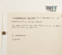 Conocephalum conicum image