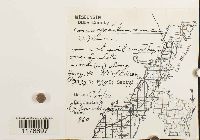 Conocephalum conicum image