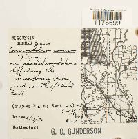 Conocephalum conicum image