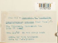 Conocephalum conicum image