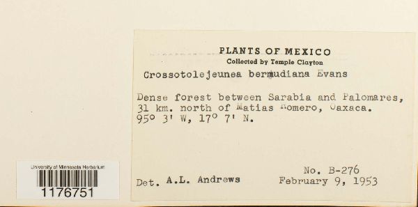 Crossotolejeunea bermudiana image