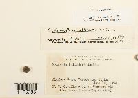 Thumbnail image of current specimen