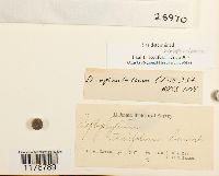 Diplophyllum apiculatum image