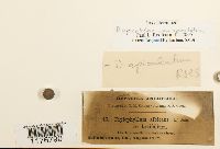 Diplophyllum apiculatum image