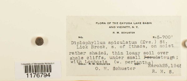 Diplophyllum apiculatum image