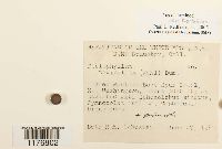 Diplophyllum taxifolium image