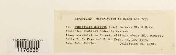Dumortiera hirsuta image