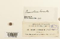 Dumortiera hirsuta image