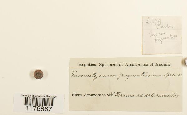 Cheilolejeunea fragrantissima image