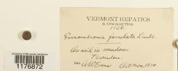 Fossombroniaceae image