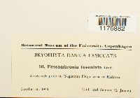 Fossombronia foveolata image