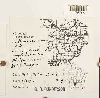 Frullania eboracensis image